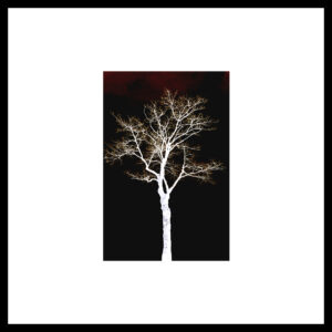 Arbre 002