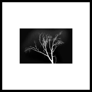 Arbre 021
