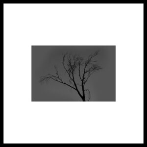 Arbre 022