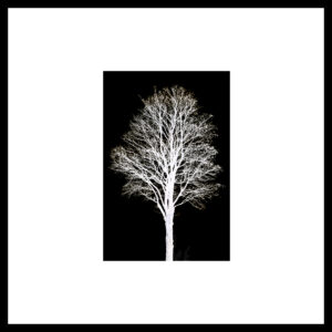 Arbre 026