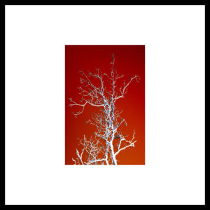 Arbre 051